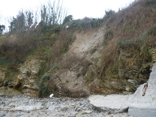 cliff erosion showing trees on the beach
