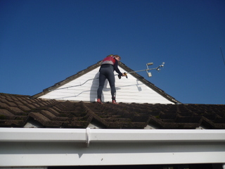Paddy on the roof
